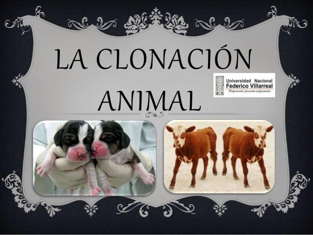 Beneficios De La Clonacion Humana Y Animal Estos Beneficios