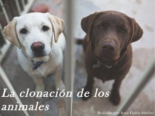 La clonación de los
animales Realizado por: Irene García Sánchez
 
