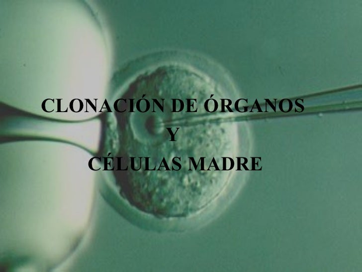 Miriam González y Diana Gamero.Clonación de órganos y células madre.