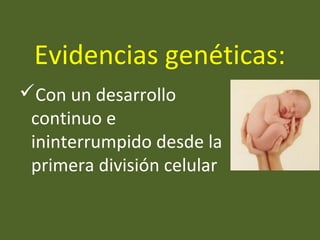 Evidencias genéticas:
Con un desarrollo
continuo e
ininterrumpido desde la
primera división celular
 