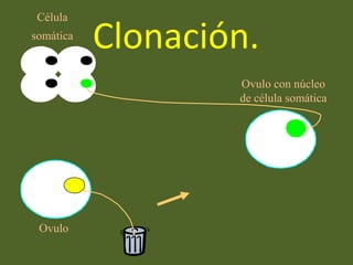 Clonación.
Célula
somática
Ovulo
Ovulo con núcleo
de célula somática
 