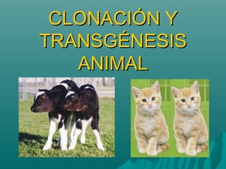 CLONACIÓN YCLONACIÓN Y
TRANSGÉNTRANSGÉNESISESIS
ANIMALANIMAL
 