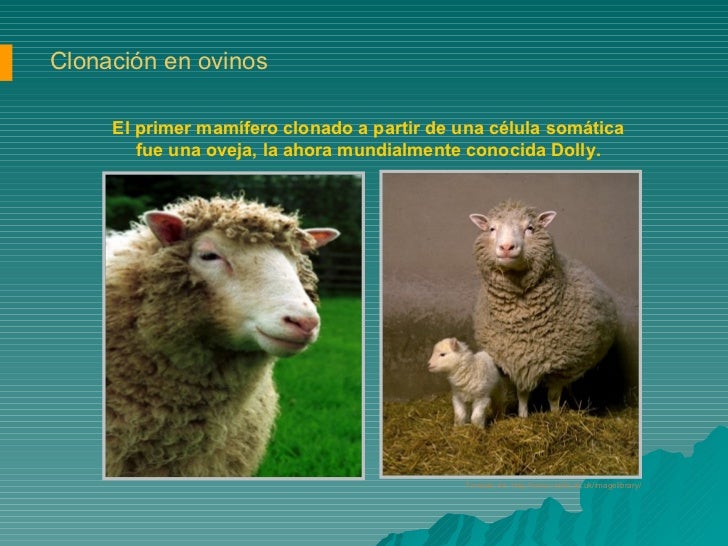 Clonación y transgénesis animal 2006