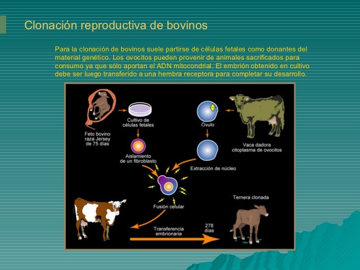 Clonación y transgénesis animal 2006