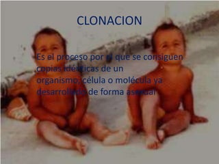 CLONACION Es el proceso por el que se consiguen copias idénticas de un organismo, célula o molécula ya desarrollado de forma asexual 
