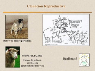 Clonación Reproductiva  Muere Feb.14, 2003  Cancer de pulmón, artritis. Era genéticamente más vieja Raelianos? Dolly y su madre portadora 