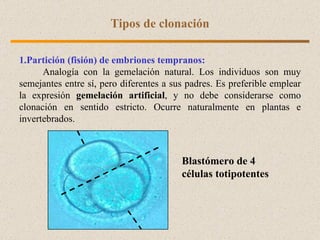 Partición (fisión) de embriones tempranos: A nalogía con la gemelación natural. Los individuos son muy semejantes entre sí, pero diferentes a sus padres. Es preferible emplear la expresión  gemelación artificial , y no debe considerarse como clonación en sentido estricto.  Ocurre naturalmente en plantas e invertebrados. Tipos de clonación Blastómero de 4 células totipotentes 