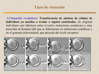 2. Clonación verdadera:   T ransferencia de núcleos de células   de individuos ya nacidos   a óvulos o zigotos enucleados . Se originan individuos casi idénticos entre sí (salvo mutaciones somáticas) y muy parecidos al donante (del que se diferencian en mutaciones somáticas y en el genoma mitocondrial, que procede del óvulo receptor).  Tipos de clonación 