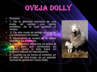 • Proceso:
• 1. De la glándula mamaria de una
  oveja     se    extrajo    una   célula
  somática, de la cual quitaron el
  núcleo.
• 2. De otra oveja se extrajo un ovocito
  y le eliminaron el núcleo.
• 3. Introdujeron el núcleo de la célula
  somática en el ovocito.
• 4. Con impulsos eléctricos se activo el
  ovocito para que comenzara su
  división, como si esto fuera un
  proceso natural de reproducción.
• 5. Cuando ya se formo el embrión en
  el útero de otra oveja, en un periodo
  normal de gestación nació Dolly.
 