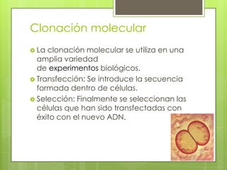 Clonación molecular
 La clonación molecular se utiliza en una
  amplia variedad
  de experimentos biológicos.
 Transfección: Se introduce la secuencia
  formada dentro de células.
 Selección: Finalmente se seleccionan las
  células que han sido transfectadas con
  éxito con el nuevo ADN.
 
