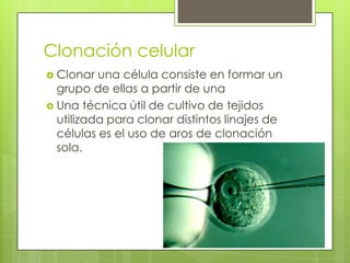 Clonación celular
 Clonar  una célula consiste en formar un
  grupo de ellas a partir de una
 Una técnica útil de cultivo de tejidos
  utilizada para clonar distintos linajes de
  células es el uso de aros de clonación
  sola.
 