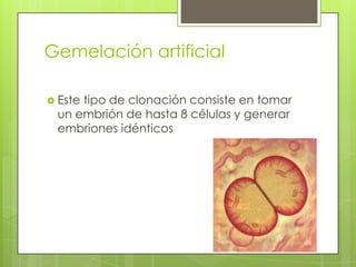Gemelación artificial

 Este
     tipo de clonación consiste en tomar
 un embrión de hasta 8 células y generar
 embriones idénticos
 