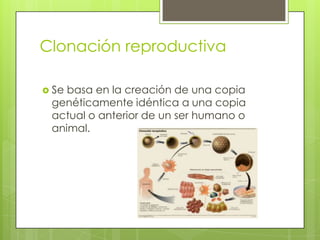Clonación reproductiva

 Sebasa en la creación de una copia
 genéticamente idéntica a una copia
 actual o anterior de un ser humano o
 animal.
 
