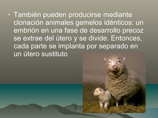 • También pueden producirse mediante
clonación animales gemelos idénticos: un
embrión en una fase de desarrollo precoz
se extrae del útero y se divide. Entonces,
cada parte se implanta por separado en
un útero sustituto
 