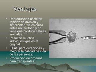 VentajasVentajas
• Reproducción asexual:
rapidez de división y
simplicidad, se coloniza
antes un territorio y no
tiene que producir células
sexuales.
• Resultan muchos
individuos iguales al
original.
• Es útil para curaciones y
mejorar la calidad de vida
de las personas.
• Producción de órganos
para transplantes.
 