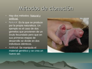 Métodos de clonaciónMétodos de clonación
• Hay dos métodos: Natural y
artificial.
• Natural:Natural: Es la que se produce
por la propia naturaleza. Un
ejemplo es el caso de dos
gemelos que provienen de un
óvulo fecundado pero que en
sus primeras etapas de
desarrollo se divide en dos
individuos idénticos.
• Artificial:Artificial: Se manipula el
material genético y se crea un
nuevo ser.
 