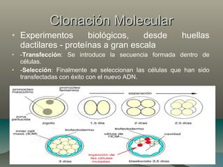 Clonación MolecularClonación Molecular
• Experimentos biológicos, desde huellas
dactilares - proteínas a gran escala
• -Transfección: Se introduce la secuencia formada dentro de
células.
• -Selección: Finalmente se seleccionan las células que han sido
transfectadas con éxito con el nuevo ADN.
 