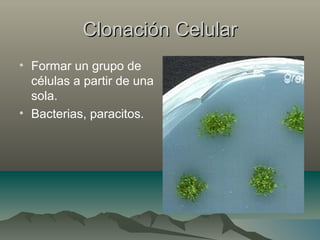 Clonación CelularClonación Celular
• Formar un grupo de
células a partir de una
sola.
• Bacterias, paracitos.
 