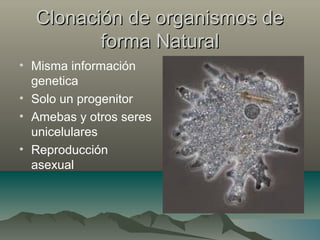 Clonación de organismos deClonación de organismos de
forma Naturalforma Natural
• Misma información
genetica
• Solo un progenitor
• Amebas y otros seres
unicelulares
• Reproducción
asexual
 
