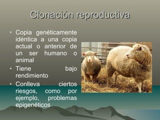 Clonación reproductivaClonación reproductiva
• Copia genéticamente
idéntica a una copia
actual o anterior de
un ser humano o
animal
• Tiene bajo
rendimiento
• Conlleva ciertos
riesgos, como por
ejemplo, problemas
epigenéticos
 