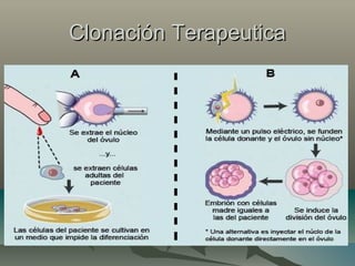 Clonación TerapeuticaClonación Terapeutica
 