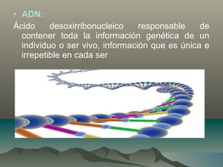 • ADN:
Ácido desoxirribonucleico responsable de
contener toda la información genética de un
individuo o ser vivo, información que es única e
irrepetible en cada ser
 