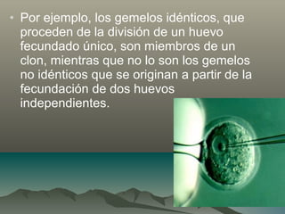 • Por ejemplo, los gemelos idénticos, que
proceden de la división de un huevo
fecundado único, son miembros de un
clon, mientras que no lo son los gemelos
no idénticos que se originan a partir de la
fecundación de dos huevos
independientes.
 