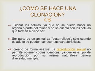 ¿COMO SE HACE UNA
CLONACION?





Clonar las células, ya que no se puede hacer un
órgano o parte del "clon" si no se cuenta con las células
que forman a dicho ser.

 Ser parte de un animal ya "desarrollado“, sólo cuando
es adulto se pueden conocer sus características.
 crearlo de forma asexual La reproducción sexual no
permite obtener copias idénticas, ya que este tipo de
reproducción por su misma naturaleza genera
diversidad múltiple.

 