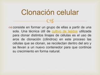 Clonación celular

 consiste en formar un grupo de ellas a partir de una
sola. Una técnica útil de cultivo de tejidos utilizada
para clonar distintos linajes de células es el uso de
aros de clonación (cilindros) en este proceso las
células que se clonan, se recolectan dentro del aro y
se llevan a un nuevo contenedor para que continúe
su crecimiento en forma natural.

 