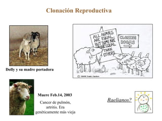 Clonación Reproductiva  Muere Feb.14, 2003  Cancer de pulmón, artritis. Era genéticamente más vieja Raelianos? Dolly y su madre portadora 
