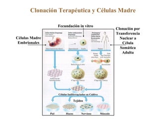 Clonación Terapéutica y Células Madre Tejidos Hueso Piel Nervioso Músculo Células Indiferenciadas en Cultivo Células Madre Embrionales Clonación por Transferencia Nuclear a Célula Somática Adulta Fecundación in vitro 