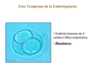 Embrión humano de 4 células (38hs) totipotentes Blastómero Fase Temprana de la Embriogénesis 