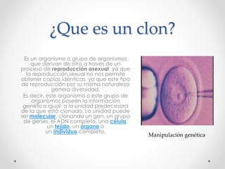 ¿Que es un clon?
Es un organismo o grupo de organismos
que derivan de otro a través de un
proceso de reproducción asexual ya que
la reproducción sexual no nos permite
obtener copias idénticas, ya que este tipo
de reproducción por su misma naturaleza
genera diversidad.
Es decir, este organismo o este grupo de
organismos poseen la información
genética igual a la unidad predecesora
de la que está clonado. La unidad puede
ser molecular, clonando un gen, un grupo
de genes, el ADN completo, una célula,
un tejido, un órgano o
un individuo completo.
Manipulación genética
 