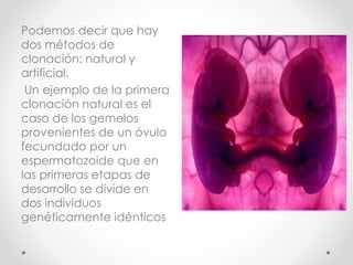 Podemos decir que hay
dos métodos de
clonación: natural y
artificial.
Un ejemplo de la primera
clonación natural es el
caso de los gemelos
provenientes de un óvulo
fecundado por un
espermatozoide que en
las primeras etapas de
desarrollo se divide en
dos individuos
genéticamente idénticos
 