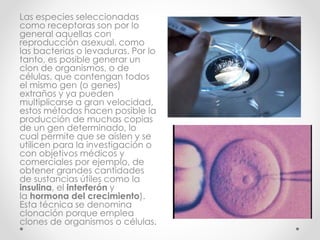 Las especies seleccionadas
como receptoras son por lo
general aquellas con
reproducción asexual, como
las bacterias o levaduras. Por lo
tanto, es posible generar un
clon de organismos, o de
células, que contengan todos
el mismo gen (o genes)
extraños y ya pueden
multiplicarse a gran velocidad,
estos métodos hacen posible la
producción de muchas copias
de un gen determinado, lo
cual permite que se aíslen y se
utilicen para la investigación o
con objetivos médicos y
comerciales por ejemplo, de
obtener grandes cantidades
de sustancias útiles como la
insulina, el interferón y
la hormona del crecimiento).
Esta técnica se denomina
clonación porque emplea
clones de organismos o células.
 