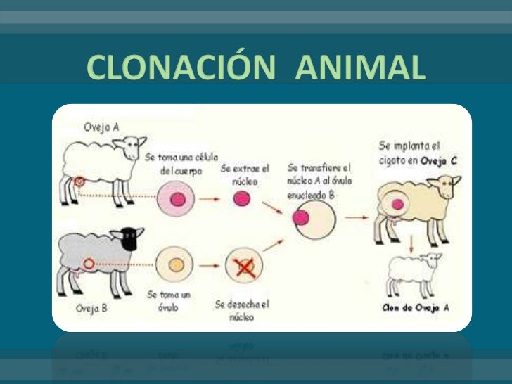 Clonacion animal vicenta araujo Clonacion animal vicenta araujo