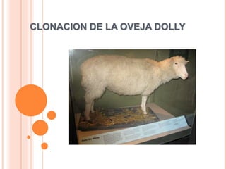CLONACION DE LA OVEJA DOLLY
 