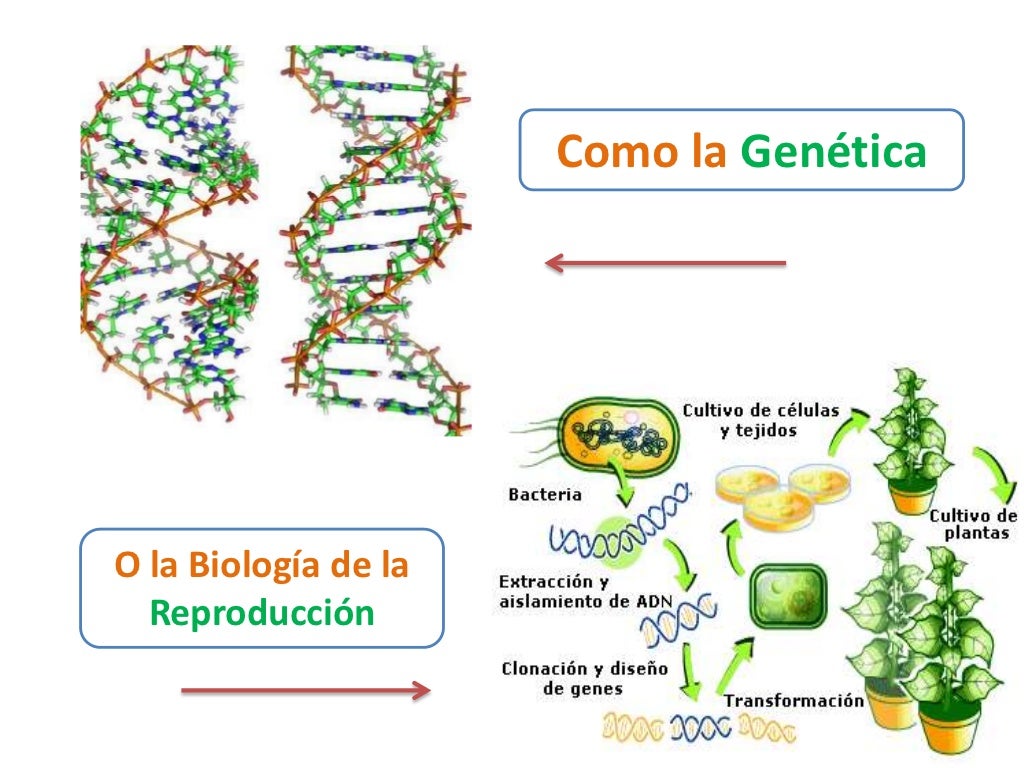 Clonacion ventajas y desventajas