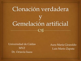 Aura María Giraraldo
Luis Mario Zapata
Universidad de Caldas
MVZ
Dr. Octavio Isaza
 