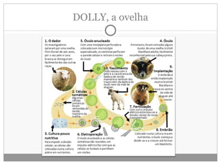 DOLLY, a ovelha 