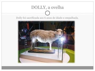 DOLLY, a ovelha Dolly foi sacrificada aos 6 anos de idade e empalhada. 