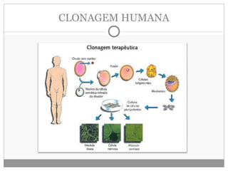 CLONAGEM HUMANA 