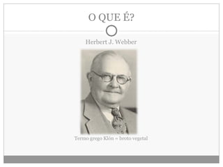 O QUE É? Herbert J. Webber Termo grego Klón = broto vegetal 