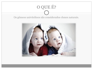 O QUE É? Os gêmeos univitelinos são considerados clones naturais. 