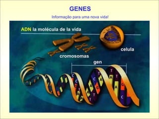 GENES Informação para uma nova vida! 