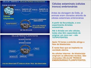 Células estaminais (células tronco) embrionárias Antes da clonagem de Dolly, já animais eram clonados através de células estaminais embrionárias Células totipotentes A partir da fecundação, o ovo experimenta divisões sucessivas.  Até à divisão em oito células, todas elas têm capacidade de originar um novo ser – são TOTIPOTENTES. Após 72 horas o embrião atinge a fase de blastocisto. É nesta fase que se implanta na cavidade uterina. As células internas  do blastocisto originam os diferentes tecidos. São chamadas CÉLULAS TRONCO EMBRIONÁRIAS PLURIPOTENTES. 