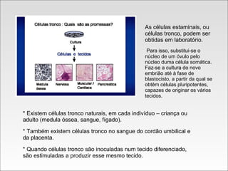 As células estaminais, ou células tronco, podem ser obtidas em laboratório. Para isso, substitui-se o núcleo de um óvulo pelo núcleo duma célula somática. Faz-se a cultura do novo embrião até à fase de blastocisto, a partir da qual se obtêm células pluripotentes, capazes de originar os vários tecidos. * Existem células tronco naturais, em cada indivíduo – criança ou adulto (medula óssea, sangue, fígado). * Também existem células tronco no sangue do cordão umbilical e da placenta. * Quando células tronco são inoculadas num tecido diferenciado, são estimuladas a produzir esse mesmo tecido. 