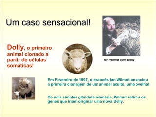 Um caso sensacional! Dolly , o primeiro animal clonado a partir de células somáticas! Em Fevereiro de 1997, o escocês Ian Wilmut anunciou a primeira clonagem de um animal adulto, uma ovelha! De uma simples glândula mamária, Wilmut retirou os genes que iriam originar uma nova Dolly. Ian Wilmut com Dolly 