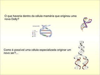 O que haveria dentro da célula mamária que originou uma nova Dolly? Como é possível uma célula especializada originar um novo ser?... 