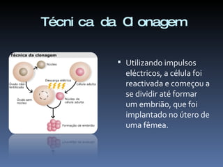 Técnica da Clonagem Utilizando impulsos eléctricos, a célula foi reactivada e começou a se dividir até formar um embrião, que foi implantado no útero de uma fêmea. 